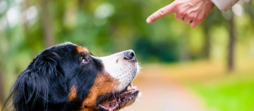 Bernhardiner Hund schaut aufmerksam auf eine erhobene Hand mit Fingerzeig im Park