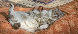 Flauschige Katze liegt entspannt auf dem Rücken auf einem orangefarbenen Kissen mit Blumenmuster in einem gemütlichen Raum.