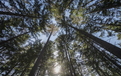 Blick nach oben auf hohe immergrüne Bäume im Wald mit Sonnenlicht, das durch die Baumkronen scheint