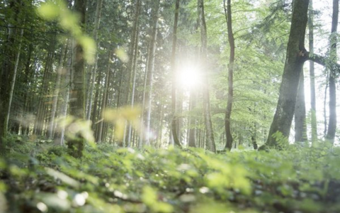 Sonnenlicht strahlt durch einen dichten Wald mit grünen Blättern und Bäumen am Morgen