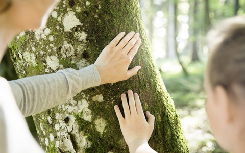 Zwei Menschen berühren einen moosbedeckten Baumstamm im Wald, Symbol für Naturverbundenheit und Achtsamkeit.