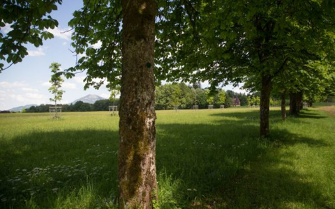 Grüne Landschaft mit Baumreihe, moosbedecktem Baumstamm und jungen Bäumen auf einer Wiese bei bewölktem Himmel