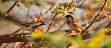 Deux moineaux perchés sur une branche d'arbre sous une lumière chaude, observation naturelle des oiseaux en plein air