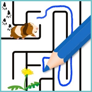 Labyrinthe avec cochon d'Inde et fleur jaune, crayon bleu trace un chemin à travers le labyrinthe