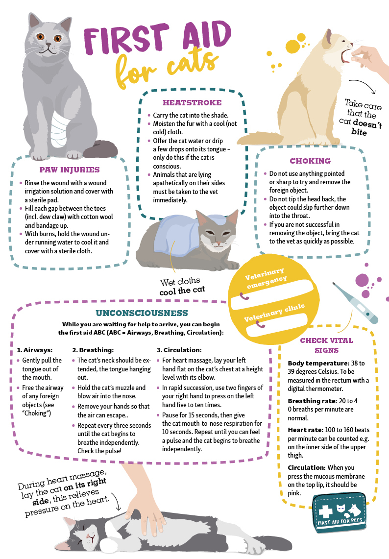 Helpful Ways You Can Help Your Cat with Diarrhoea | MAXI ZOO