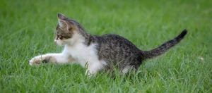 Junge getigerte Katze spielt im grünen Gras, bereit zum Sprung