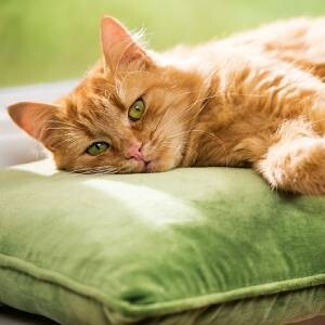 Chat domestique orange détendu aux yeux verts allongé sur un coussin vert