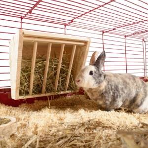 Lapin dans une cage à côté d'un distributeur de foin en bois rempli de foin frais sur une litière de copeaux de bois