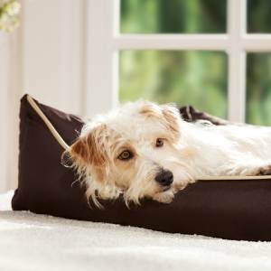 Petit chien clair au pelage légèrement ébouriffé allongé confortablement dans un panier pour chien marron foncé devant une fenêtre avec un fond verdoyant