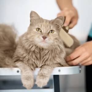 Chat brun clair et duveteux aux yeux verts brossé doucement sur une table de toilettage