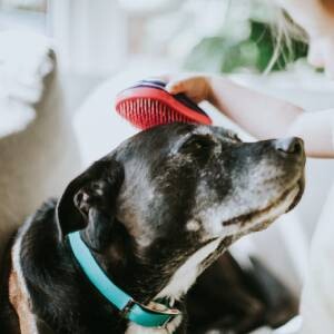 Chien noir avec tache blanche sur le visage brossé doucement avec une brosse rouge, soin apaisant pour animal de compagnie à la maison