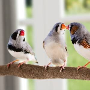 Trois diamants mandarins perchés sur une branche devant une fenêtre, deux oiseaux interagissent, couleurs vives et environnement naturel
