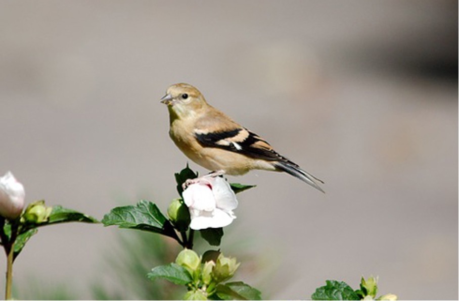 Fink Fink Vogel auf Ast