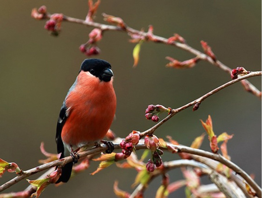 Gimpel Gimpel Vogel im Baum