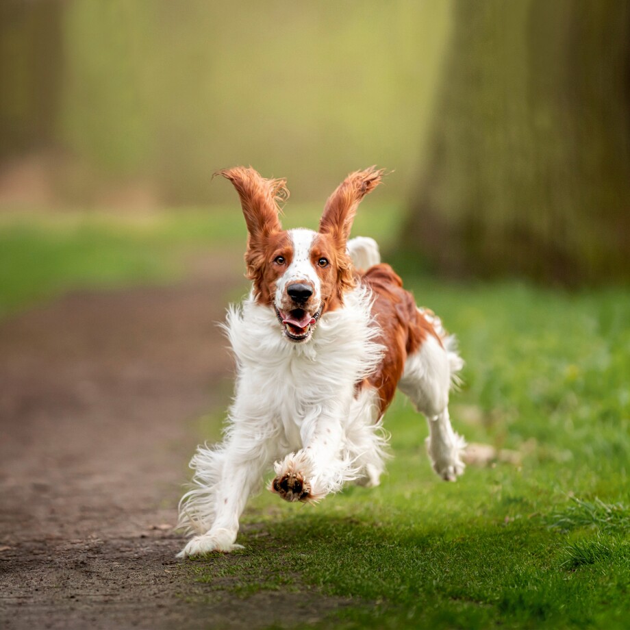 Ein Hund rennt über einen Waldweg