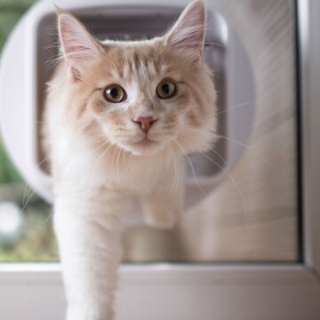 Gros plan d'un chat orange clair et blanc passant par une chatière dans une porte en verre