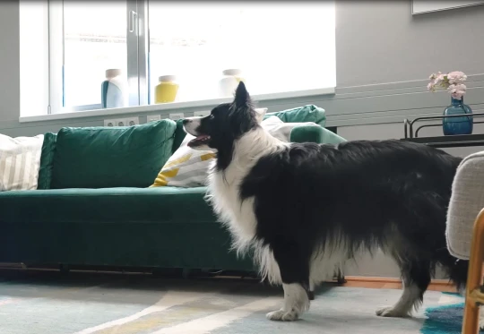 Schwarzer und weißer Border Collie steht in einem modernen Wohnzimmer vor einem grünen Samtsofa mit dekorativen Kissen und Vasen auf der Fensterbank.