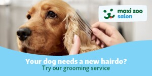 A golden retriever being gently combed at Maxi Zoo salon – professional dog grooming service for a new hairdo.
