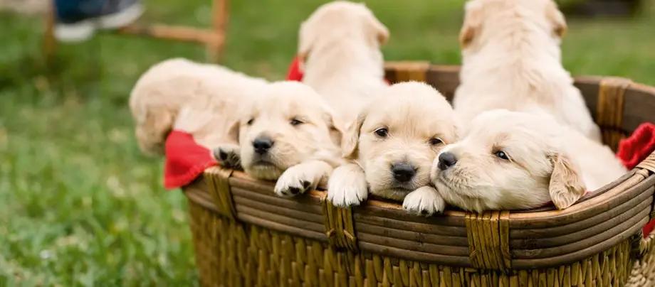Adorables chiots Golden Retriever reposant dans un panier en osier sur l'herbe verte en plein air