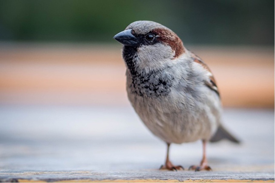 Spatz