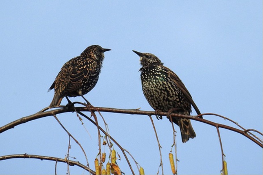 Sperling-Vogel