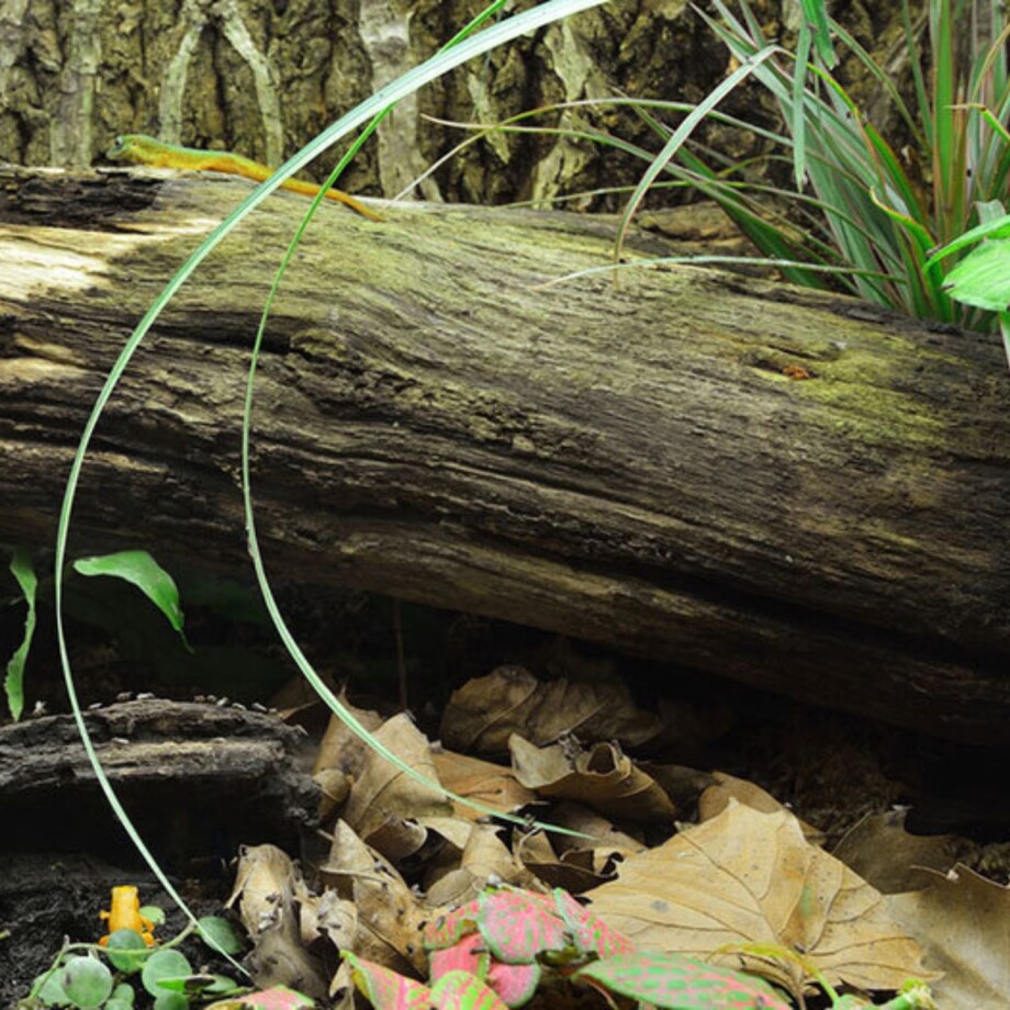 Einrichtung eines Terrariums