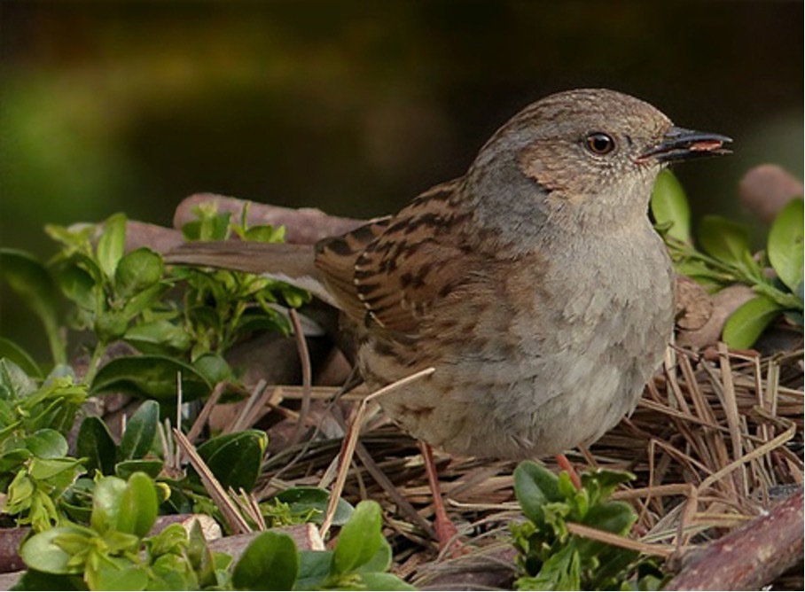 Vogel_Gehoelz