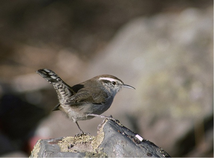 Zaunkoenig-Vogel