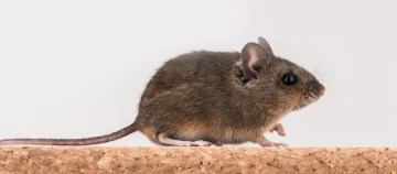 Nahaufnahme einer kleinen braunen Maus auf einer Korkoberfläche vor weißem Hintergrund