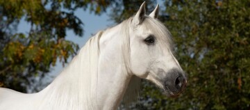 Weißes Pferd mit langer Mähne und ruhigem Ausdruck vor grünem Waldhintergrund