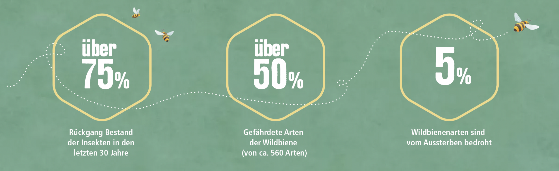 csr-biene-insektenarten Kleine Tiere mit großer Bedeutung