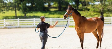 Person trainiert braunes Pferd mit blauem Halfter und Führstrick in einem sonnigen Außenreitplatz mit weißem Zaun und grüner Landschaft.