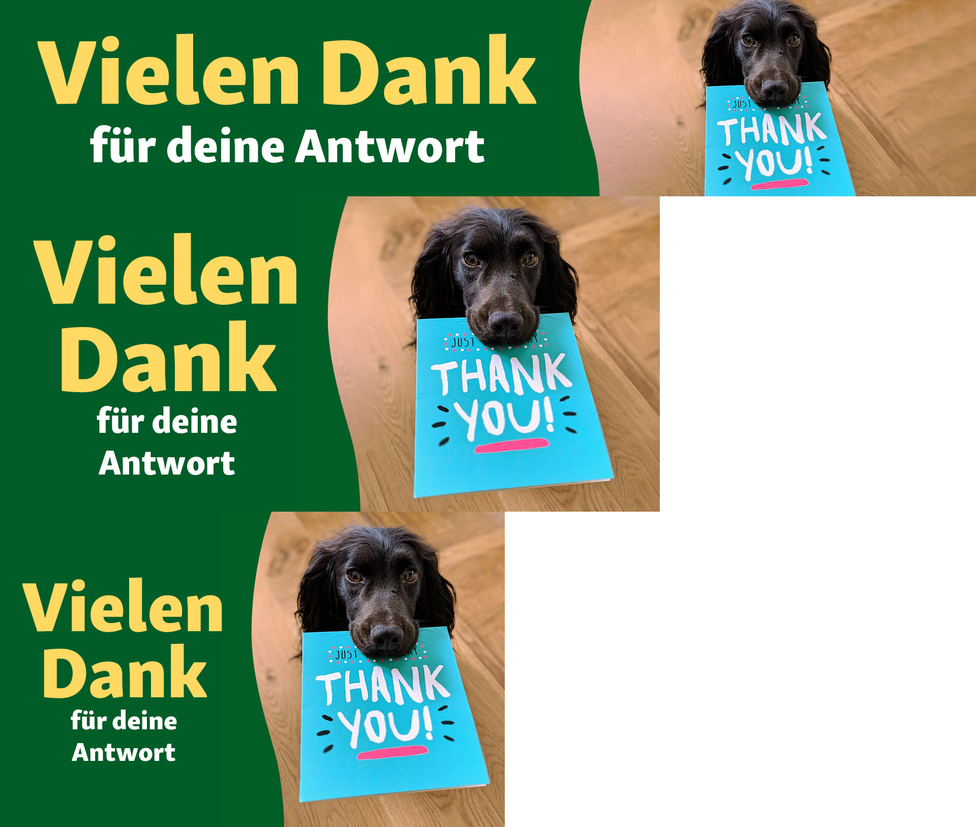 Schwarzer Hund hält eine blaue Karte mit der Aufschrift 