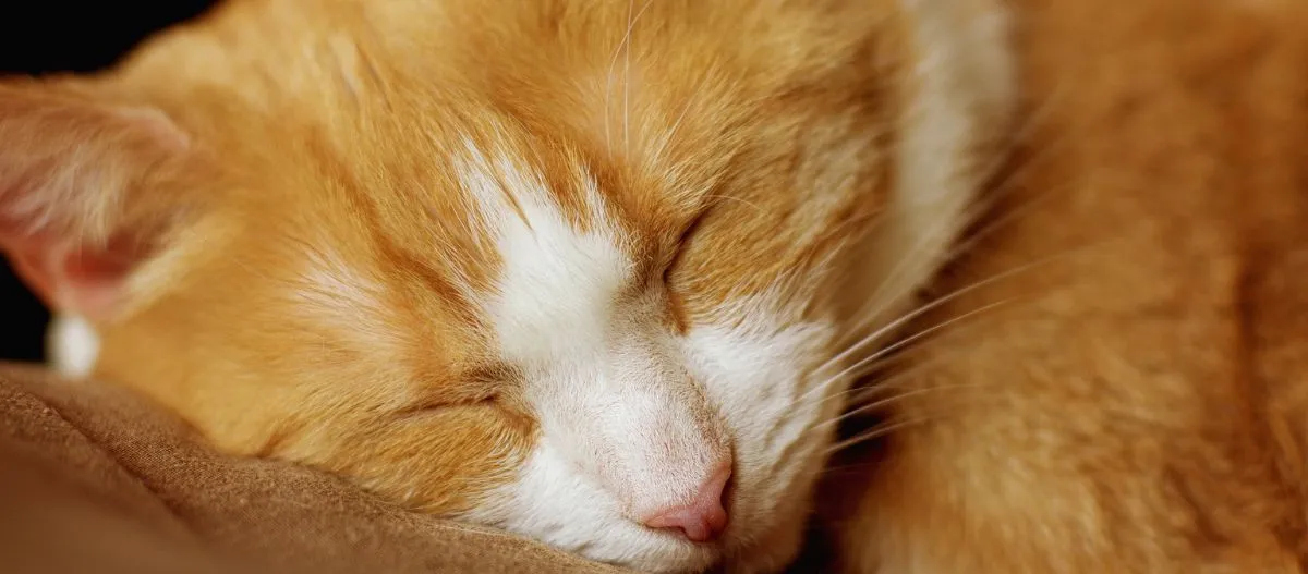 Nahaufnahme einer schlafenden orange-weißen Katze, die friedlich auf einer braunen Oberfläche ruht