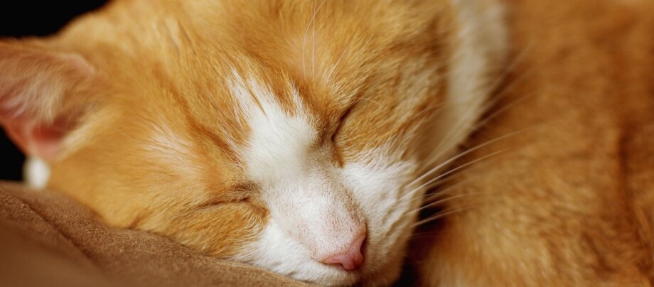 Die 16 besten Kippfensterschutze für Katzen hier im Überblick – Ratgeber