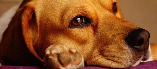 Nahaufnahme eines ruhenden braunen Hundes mit nachdenklichem Blick auf einem violetten Kissen