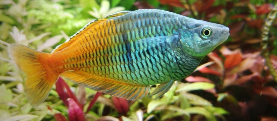Regenbogenfisch schwimmt im Aquarium