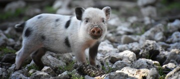 Kleines Ferkel mit weißen und schwarzen Flecken steht auf felsigem Boden mit Gras