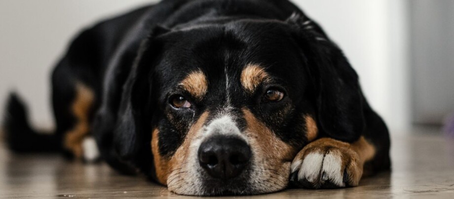 Hund liegt auf dem Boden