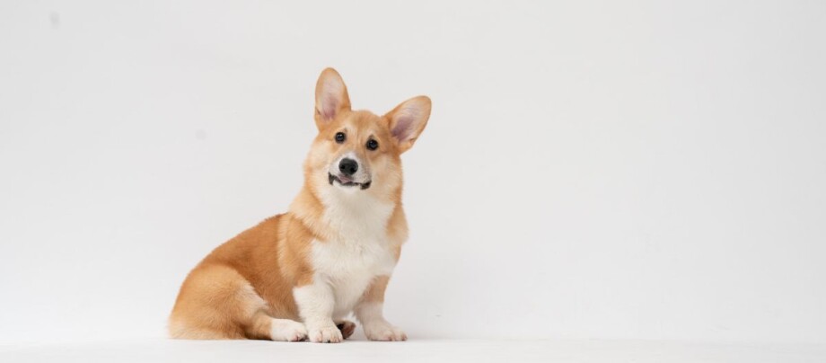 Hund sitzt auf weißem Untergrund