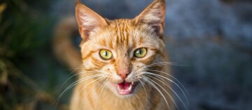 Nahaufnahme einer orangefarbenen Tabby-Katze mit grüngelben Augen, die miaut.
