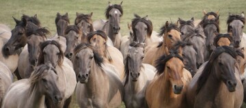 Große Herde von braunen und grauen Pferden mit dunklen Mähnen auf einer grünen Wiese