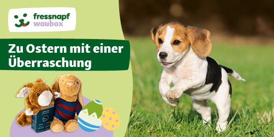 Beagle-Welpe läuft auf grünem Gras neben Plüschhasen und bunten Ostereiern – fressnapf waubox Osterüberraschung für Haustiere.