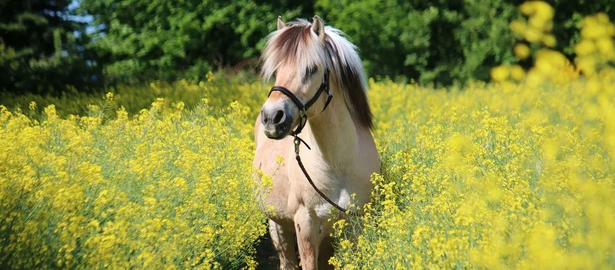 Pferd mit hellem Fell steht in einem blühenden Feld voller gelber Blumen vor grünem Hintergrund