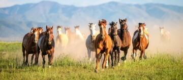 Wilde Pferde galoppieren über eine grüne Wiese mit Bergen im Hintergrund und wirbeln Staub auf.