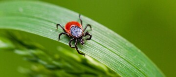 Nahaufnahme einer Zecke mit rotbraunem Körper auf einem grünen Grashalm vor unscharfem Hintergrund