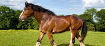 Braunes Pferd mit weißen Abzeichen auf einer grünen Wiese mit Bäumen im Hintergrund