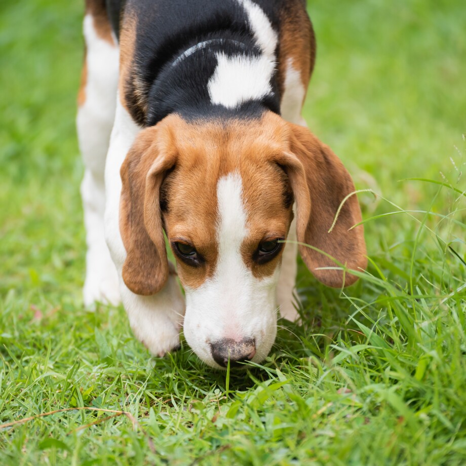 Ein Hund läuft schnüffelnd über eine Wiese