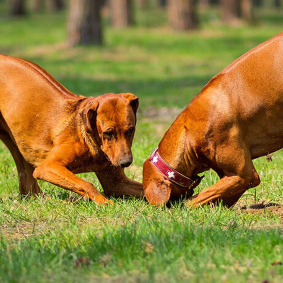 Zwei Rhodesian Ridgebacks buddeln