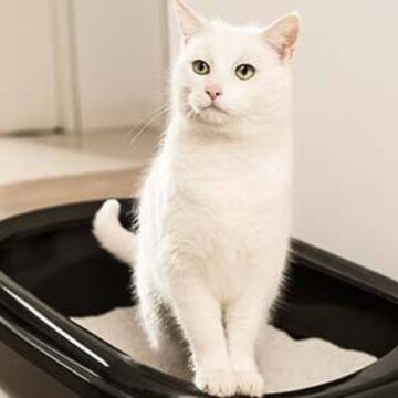 Chat blanc assis calmement dans une litière noire avec litière claire
